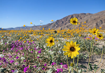 Wildflowers in a southern California desert, mountains in background